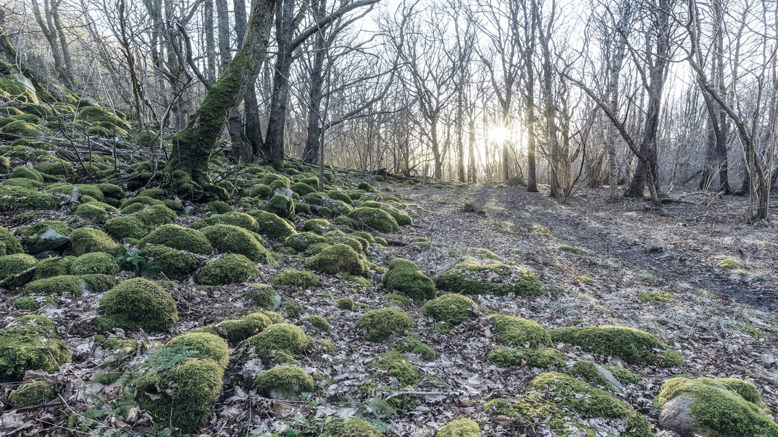 Skog